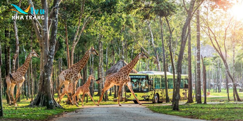 Tổng quan về Vinpearl Safari Nha Trang