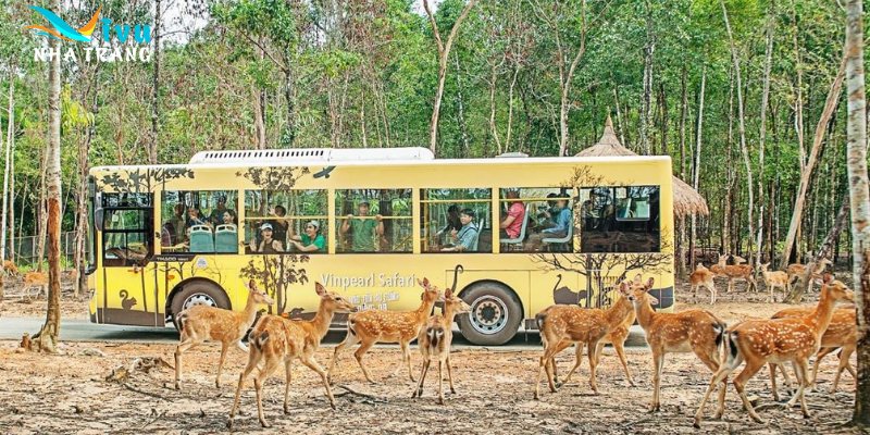 Đặc điểm của "Vườn Quý Vương" tại Vinpearl Safari